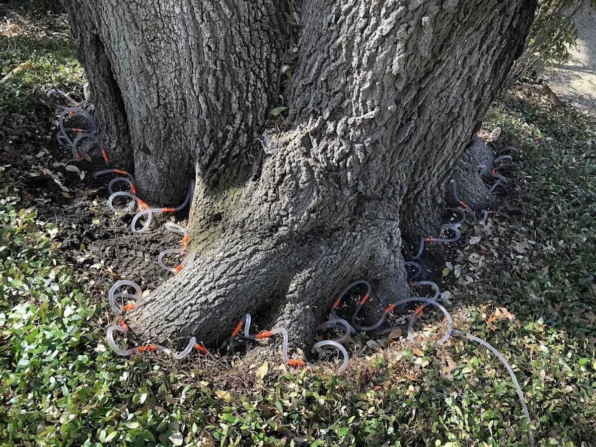 Detailed Tree Cabling and Bracing job site in Baptistown